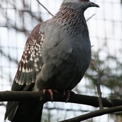 Speckled Pigeon